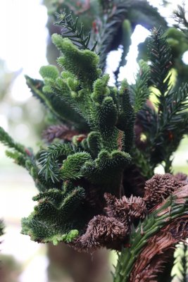 Cryptomeria japonica 'Crista' - kryptomérie japonská - srůsty větviček
